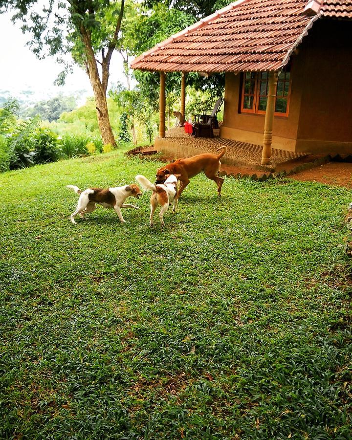 Pepper Hills Cottages エッラ エクステリア 写真